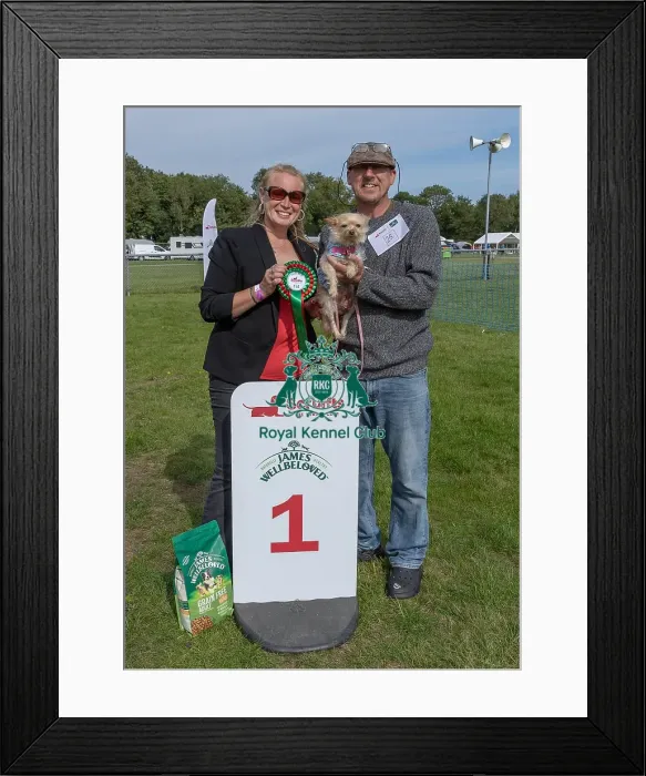 Framed Print : First Placed Golder Oldie Class Dog Name: Daisy