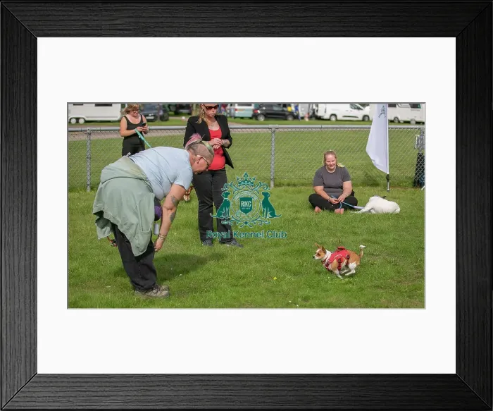 Framed Print : Good Citizen Dog Scheme Class Sunday 15th September 2024