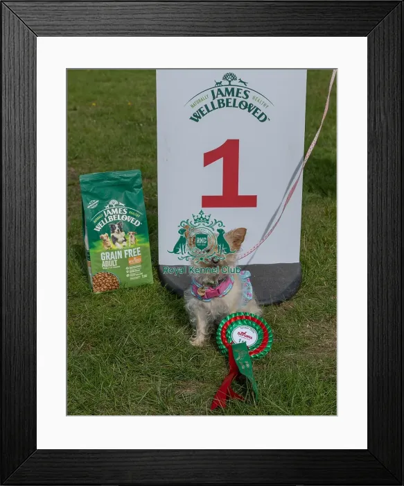 Framed Print : First Placed Golder Oldie Class Dog Name: Daisy
