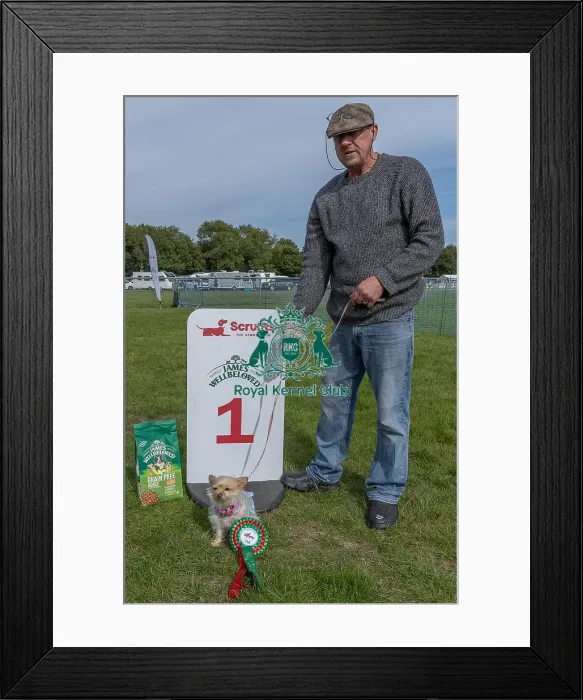 Framed Print : First Placed Golder Oldie Class Dog Name: Daisy