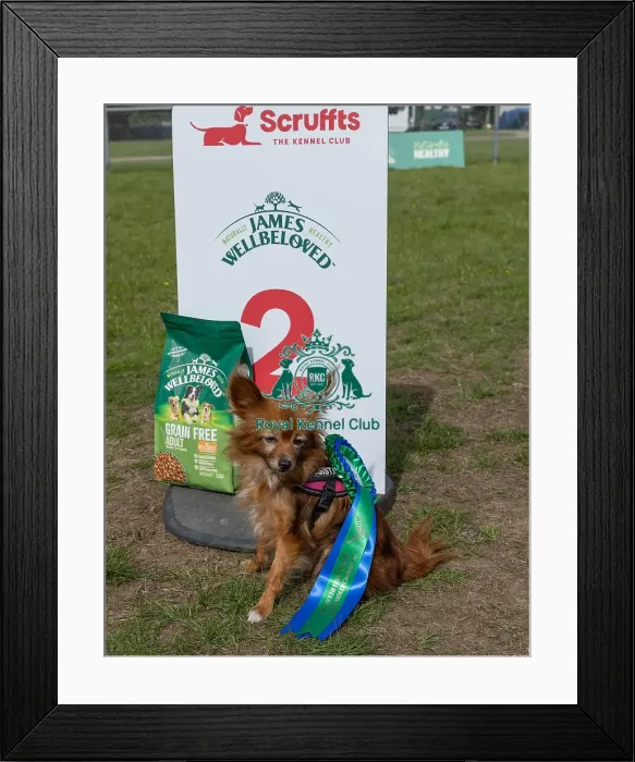 Framed Print : Golder Oldie Class Kennel Club Logo / Branding Framed Print : Golder Oldie Class Kennel Club Logo / Branding
