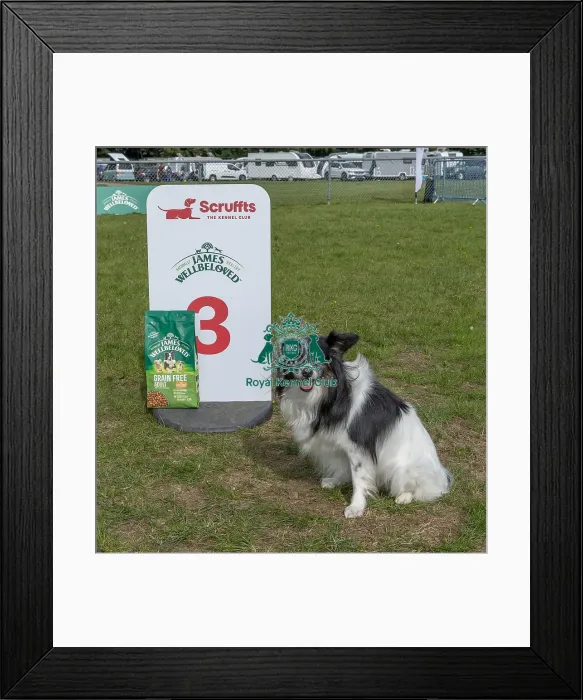 Framed Print : Golder Oldie Class Kennel Club Logo / Branding Framed Print : Golder Oldie Class Kennel Club Logo / Branding