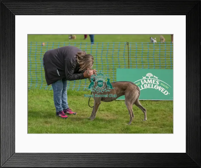 Framed Print : Golder Oldie Class Kennel Club Logo / Branding Framed Print : Golder Oldie Class Kennel Club Logo / Branding