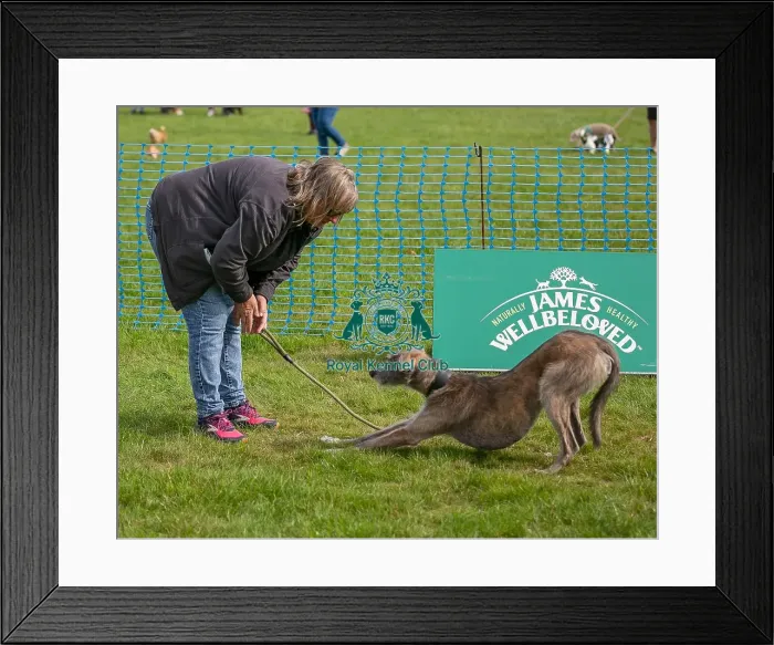 Framed Print : Golder Oldie Class Kennel Club Logo / Branding Framed Print : Golder Oldie Class Kennel Club Logo / Branding