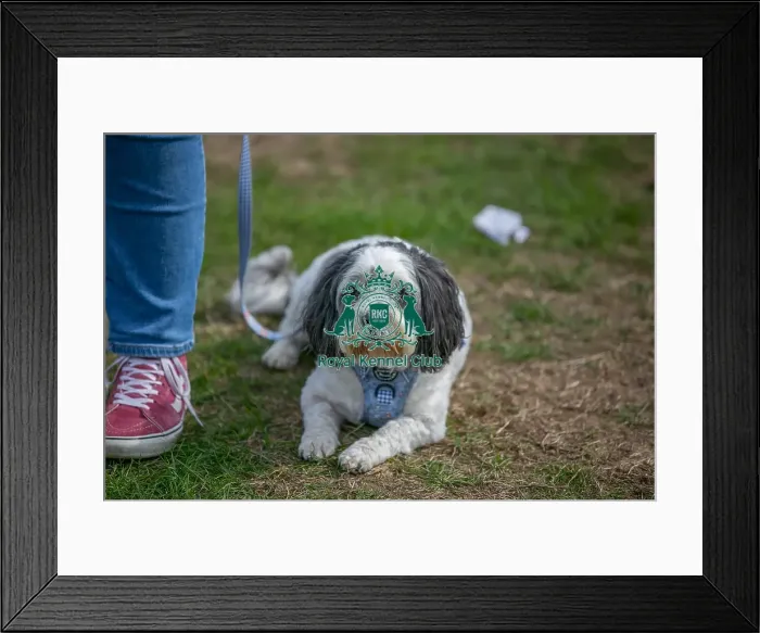 Framed Print : Golder Oldie Class Sunday 15th September 2024 Framed Print : Golder Oldie Class Sunday 15th September 2024