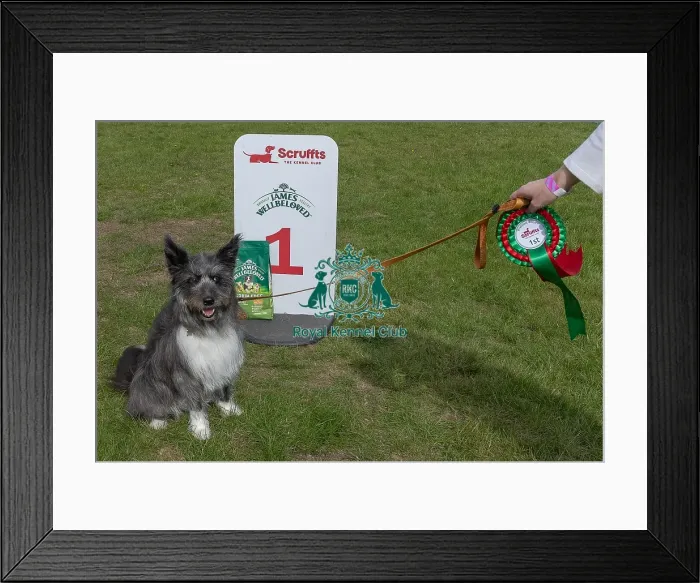 Framed Print : First Placed Sunday 15th September 2024 Kennel Club Logo / Branding