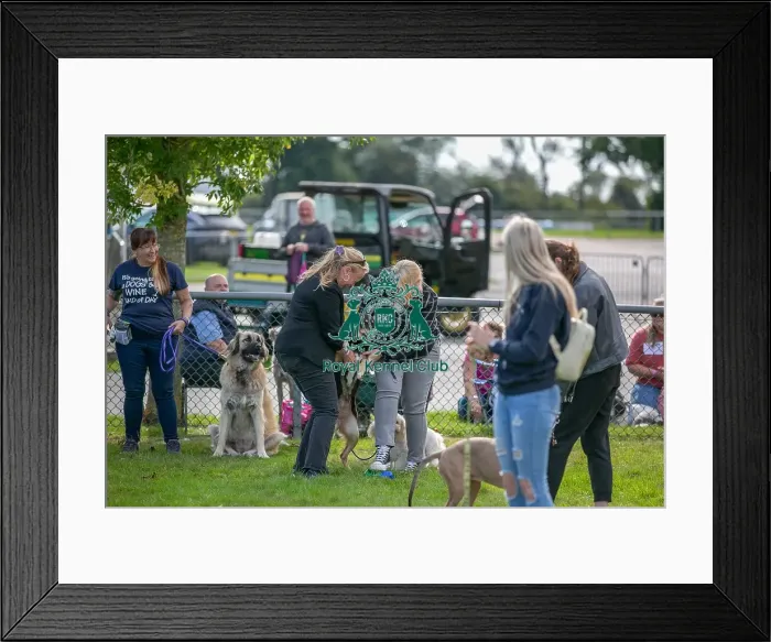 Framed Print : Sunday 15th September 2024 Prettiest Crossbreed Bitch Class