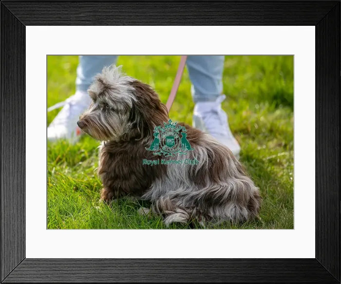 Framed Print : Sunday 15th September 2024 Dog Only Detling Showground
