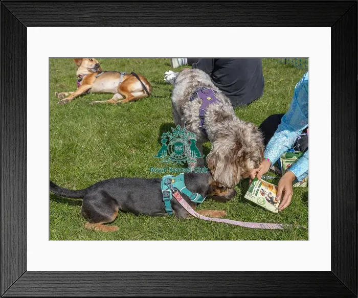 Framed Print : Sunday 15th September 2024 Dog Only Scruffts Family Crossbreed Of The Year Competition Framed Print : Sunday 15th September 2024 Dog Only Scruffts Family Crossbreed Of The Year Competition
