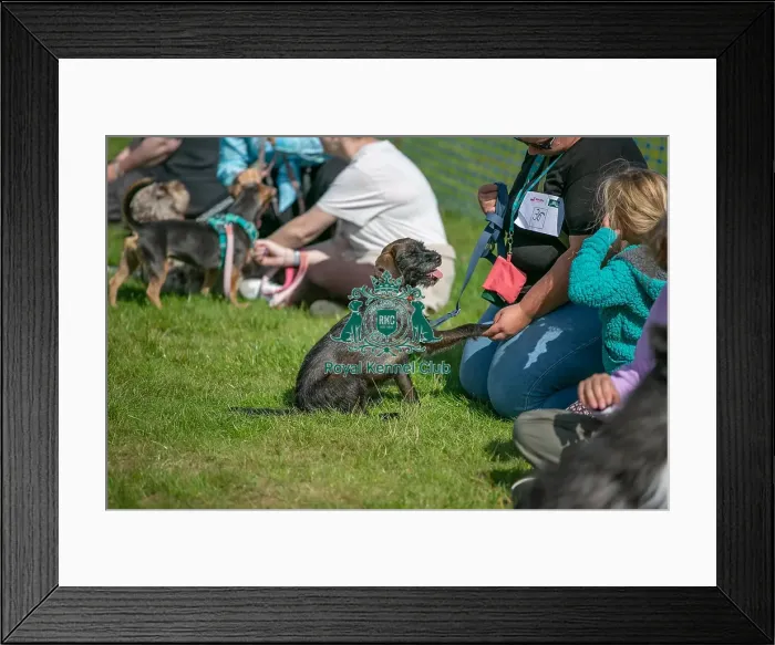 Framed Print : Sunday 15th September 2024, Kent, General Ring Pictures, Scruffts Family Crossbreed Of The Year Competition, Crossbreed Competition, Detling Showground Framed Print : Sunday 15th September 2024, Kent, General Ring Pictures, Scruffts Family Crossbreed Of The Year Competition, Crossbreed Competition, Detling Showground