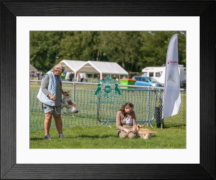 Framed Print : Sponsor Name James Wellbeloved, Sunday 15th September 2024, Kennel Club Logo / Branding, Kent, General Ring Pictures, Scruffts Family Crossbreed Of The Year Competition, Crossbreed Competition, Detling Showground Framed Print : Sponsor Name James Wellbeloved, Sunday 15th September 2024, Kennel Club Logo / Branding, Kent, General Ring Pictures, Scruffts Family Crossbreed Of The Year Competition, Crossbreed Competition, Detling Showground