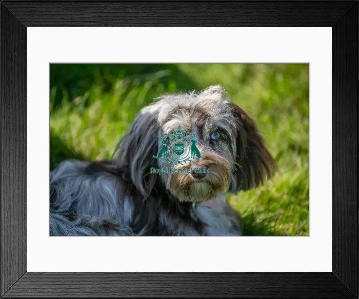 Framed Print : Sunday 15th September 2024, Dog Only, Detling Showground, Scruffts Family Crossbreed Of The Year Competition, Crossbreed Competition, Kent Framed Print : Sunday 15th September 2024, Dog Only, Detling Showground, Scruffts Family Crossbreed Of The Year Competition, Crossbreed Competition, Kent