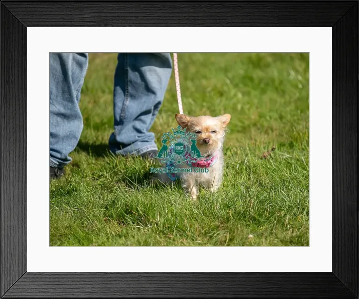 Framed Print : Sunday 15th September 2024, Dog Only, Kent, General Ring Pictures, Scruffts Family Crossbreed Of The Year Competition, Crossbreed Competition, Detling Showground Framed Print : Sunday 15th September 2024, Dog Only, Kent, General Ring Pictures, Scruffts Family Crossbreed Of The Year Competition, Crossbreed Competition, Detling Showground