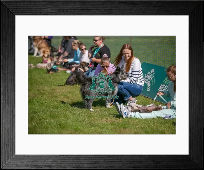 Framed Print : Sponsor Name James Wellbeloved, Sunday 15th September 2024, Kennel Club Logo / Branding, Kent, General Ring Pictures, Scruffts Family Crossbreed Of The Year Competition, Crossbreed Competition, Detling Showground Framed Print : Sponsor Name James Wellbeloved, Sunday 15th September 2024, Kennel Club Logo / Branding, Kent, General Ring Pictures, Scruffts Family Crossbreed Of The Year Competition, Crossbreed Competition, Detling Showground