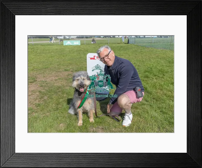 Framed Print : First Placed, Sunday 15th September 2024, Kennel Club Logo / Branding, Scruffts Family Crossbreed Of The Year Competition, Dog Name: Arthur, Sponsor Name Framed Print : First Placed, Sunday 15th September 2024, Kennel Club Logo / Branding, Scruffts Family Crossbreed Of The Year Competition, Dog Name: Arthur, Sponsor Name