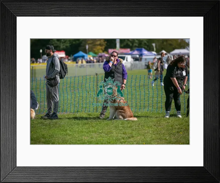 Framed Print : Sunday 15th September 2024, Kent, General Ring Pictures, Scruffts Family Crossbreed Of The Year Competition, Crossbreed Competition, Detling Showground Framed Print : Sunday 15th September 2024, Kent, General Ring Pictures, Scruffts Family Crossbreed Of The Year Competition, Crossbreed Competition, Detling Showground