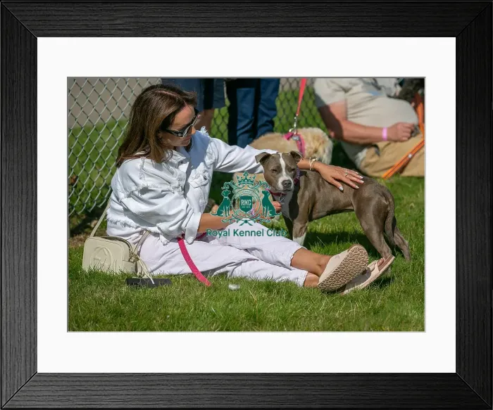 Framed Print : Sunday 15th September 2024, Kent, General Ring Pictures, Scruffts Family Crossbreed Of The Year Competition, Crossbreed Competition, Detling Showground Framed Print : Sunday 15th September 2024, Kent, General Ring Pictures, Scruffts Family Crossbreed Of The Year Competition, Crossbreed Competition, Detling Showground
