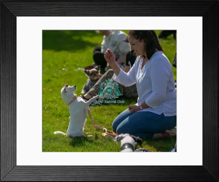 Framed Print : Sunday 15th September 2024, Kent, General Ring Pictures, Scruffts Family Crossbreed Of The Year Competition, Crossbreed Competition, Detling Showground Framed Print : Sunday 15th September 2024, Kent, General Ring Pictures, Scruffts Family Crossbreed Of The Year Competition, Crossbreed Competition, Detling Showground