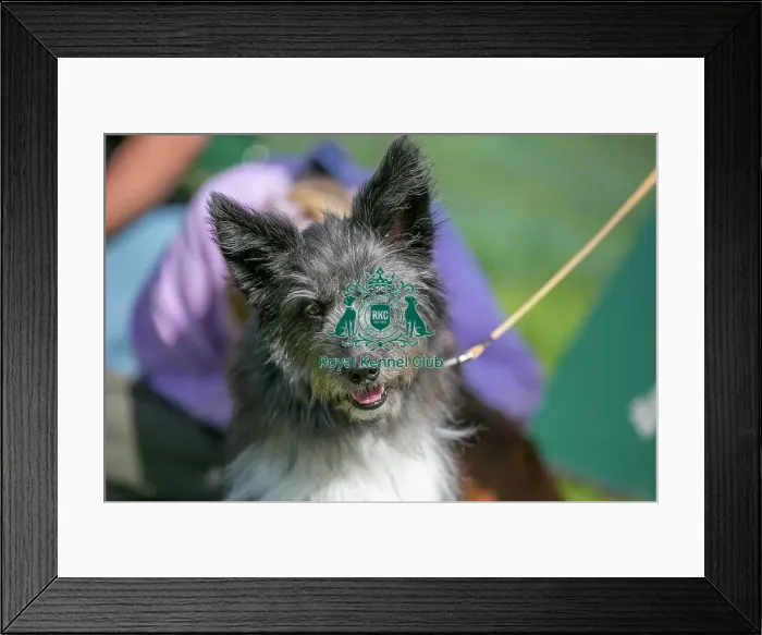 Framed Print : Sunday 15th September 2024, Dog Only, Kent, General Ring Pictures, Scruffts Family Crossbreed Of The Year Competition, Crossbreed Competition, Detling Showground Framed Print : Sunday 15th September 2024, Dog Only, Kent, General Ring Pictures, Scruffts Family Crossbreed Of The Year Competition, Crossbreed Competition, Detling Showground