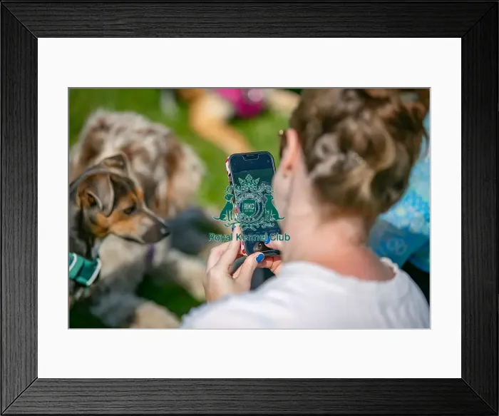 Framed Print : Sunday 15th September 2024, Kent, General Ring Pictures, Scruffts Family Crossbreed Of The Year Competition, Crossbreed Competition, Detling Showground Framed Print : Sunday 15th September 2024, Kent, General Ring Pictures, Scruffts Family Crossbreed Of The Year Competition, Crossbreed Competition, Detling Showground