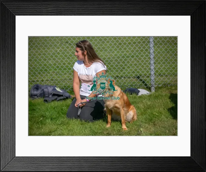 Framed Print : Sunday 15th September 2024, Kent, General Ring Pictures, Scruffts Family Crossbreed Of The Year Competition, Crossbreed Competition, Detling Showground Framed Print : Sunday 15th September 2024, Kent, General Ring Pictures, Scruffts Family Crossbreed Of The Year Competition, Crossbreed Competition, Detling Showground