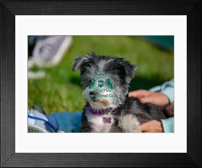 Framed Print : Sunday 15th September 2024, Dog Only, Kent, General Ring Pictures, Scruffts Family Crossbreed Of The Year Competition, Crossbreed Competition, Detling Showground Framed Print : Sunday 15th September 2024, Dog Only, Kent, General Ring Pictures, Scruffts Family Crossbreed Of The Year Competition, Crossbreed Competition, Detling Showground