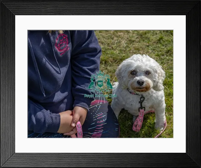 Framed Print : Sunday 15th September 2024 Dog Only Kent General Ring Pictures Framed Print : Sunday 15th September 2024 Dog Only Kent General Ring Pictures