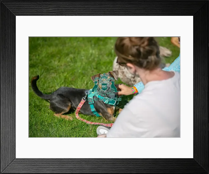 Framed Print : Sunday 15th September 2024, Kent, General Ring Pictures, Scruffts Family Crossbreed Of The Year Competition, Crossbreed Competition, Detling Showground Framed Print : Sunday 15th September 2024, Kent, General Ring Pictures, Scruffts Family Crossbreed Of The Year Competition, Crossbreed Competition, Detling Showground