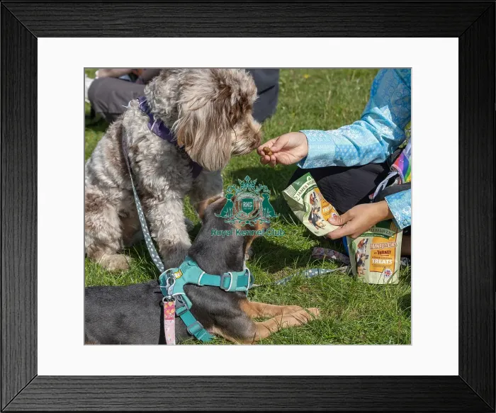 Framed Print : Sunday 15th September 2024 Dog Only Scruffts Family Crossbreed Of The Year Competition