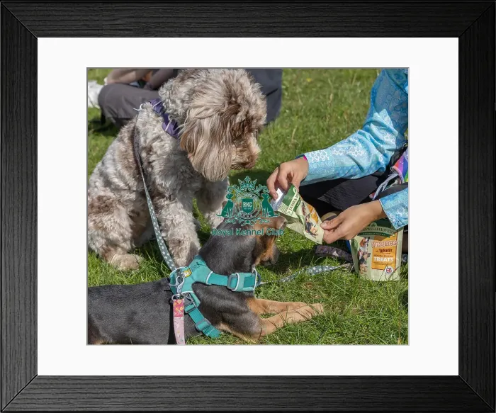 Framed Print : Sunday 15th September 2024 Dog Only Scruffts Family Crossbreed Of The Year Competition Framed Print : Sunday 15th September 2024 Dog Only Scruffts Family Crossbreed Of The Year Competition