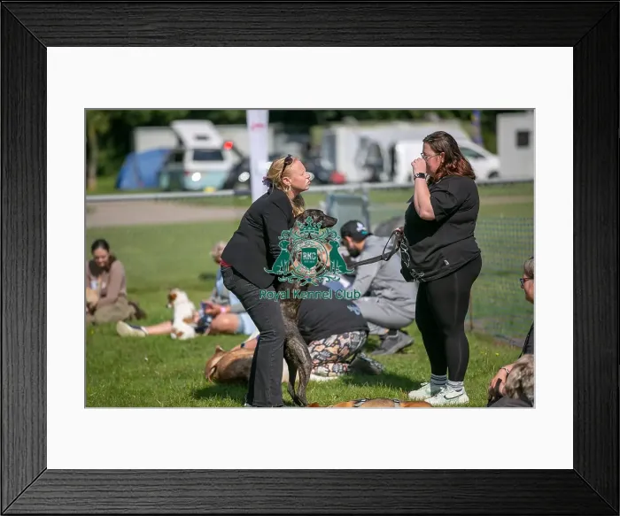 Framed Print : Sunday 15th September 2024, Detling Showground, Judging, Scruffts Family Crossbreed Of The Year Competition, Crossbreed Competition, Kent Framed Print : Sunday 15th September 2024, Detling Showground, Judging, Scruffts Family Crossbreed Of The Year Competition, Crossbreed Competition, Kent