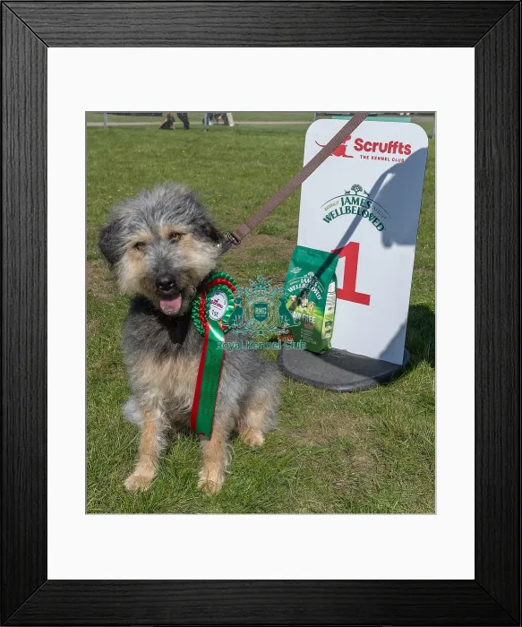 Framed Print : First Placed, Sunday 15th September 2024, Dog Only, Scruffts Family Crossbreed Of The Year Competition, Dog Name: Arthur, Sponsor Name Framed Print : First Placed, Sunday 15th September 2024, Dog Only, Scruffts Family Crossbreed Of The Year Competition, Dog Name: Arthur, Sponsor Name