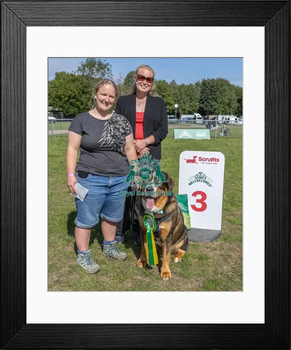 Framed Print : Dog Name: Togo Kennel Club Logo / Branding Owner Name: Victoria Skinner