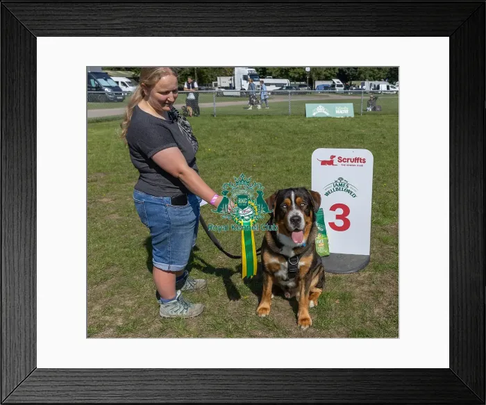 Framed Print : Dog Name: Togo Kennel Club Logo / Branding Owner Name: Victoria Skinner