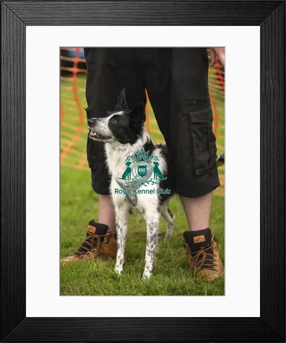 Framed Print : Scruffts Family Crossbreed of the Year competition All About Dogs Cornwall Framed Print : Scruffts Family Crossbreed of the Year competition All About Dogs Cornwall
