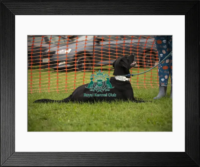 Framed Print : Scruffts Family Crossbreed of the Year competition All About Dogs Cornwall 22 / 09 / 24 Framed Print : Scruffts Family Crossbreed of the Year competition All About Dogs Cornwall 22 / 09 / 24