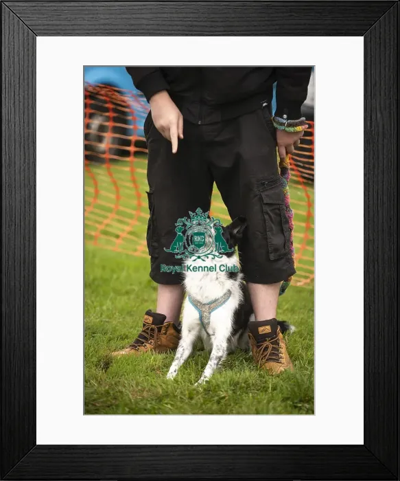 Framed Print : Scruffts Family Crossbreed of the Year competition All About Dogs Cornwall Framed Print : Scruffts Family Crossbreed of the Year competition All About Dogs Cornwall