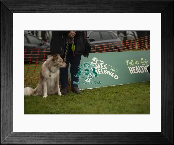 Framed Print : Scruffts Family Crossbreed of the Year competition All About Dogs Cornwall Framed Print : Scruffts Family Crossbreed of the Year competition All About Dogs Cornwall