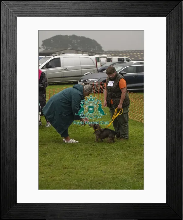 Framed Print : Scruffts Family Crossbreed of the Year competition All About Dogs Cornwall 22 / 09 / 24 Framed Print : Scruffts Family Crossbreed of the Year competition All About Dogs Cornwall 22 / 09 / 24