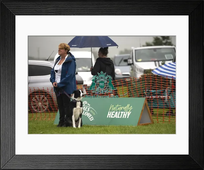 Framed Print : Scruffts Family Crossbreed of the Year competition All About Dogs Cornwall 22 / 09 / 24 Framed Print : Scruffts Family Crossbreed of the Year competition All About Dogs Cornwall 22 / 09 / 24