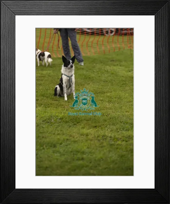 Framed Print : Scruffts Family Crossbreed of the Year competition All About Dogs Cornwall Framed Print : Scruffts Family Crossbreed of the Year competition All About Dogs Cornwall