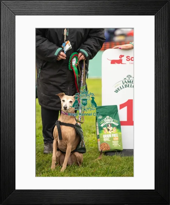 Framed Print : Winners_at_Scruffts_All_About_Dogs_Cornwall Framed Print : Winners_at_Scruffts_All_About_Dogs_Cornwall