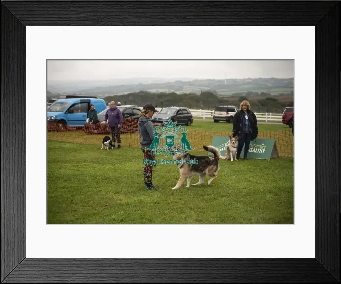 Framed Print : 22 / 09 / 24 Cornwall Good Citizen Dog Scheme Scruffts Framed Print : 22 / 09 / 24 Cornwall Good Citizen Dog Scheme Scruffts
