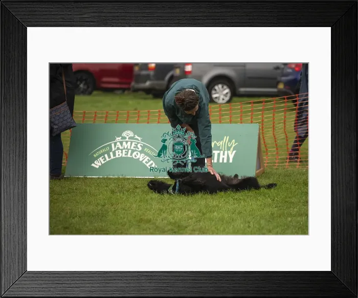 Framed Print : Scruffts Family Crossbreed of the Year competition All About Dogs Cornwall Framed Print : Scruffts Family Crossbreed of the Year competition All About Dogs Cornwall