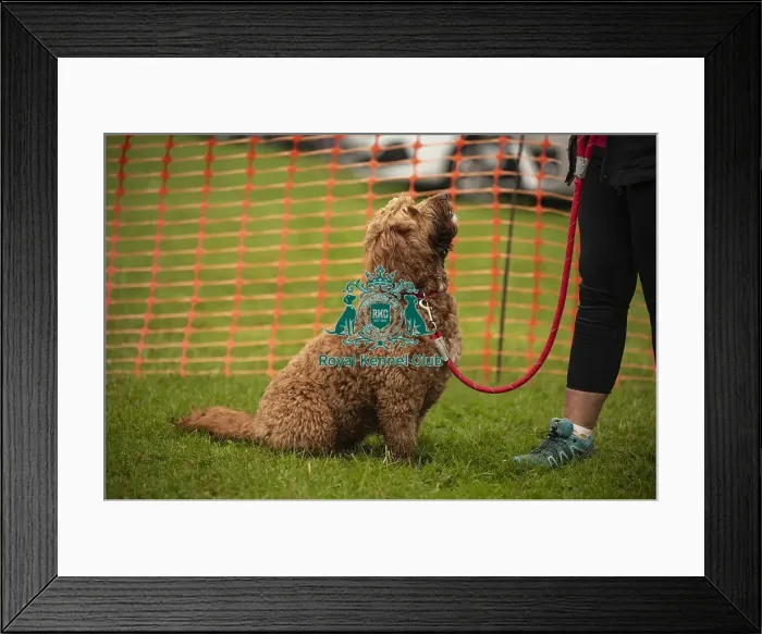 Framed Print : Scruffts Family Crossbreed of the Year competition All About Dogs Cornwall Framed Print : Scruffts Family Crossbreed of the Year competition All About Dogs Cornwall