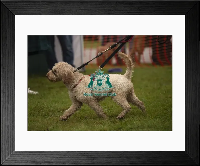 Framed Print : Scruffts Family Crossbreed of the Year competition All About Dogs Cornwall 22 / 09 / 24 Framed Print : Scruffts Family Crossbreed of the Year competition All About Dogs Cornwall 22 / 09 / 24