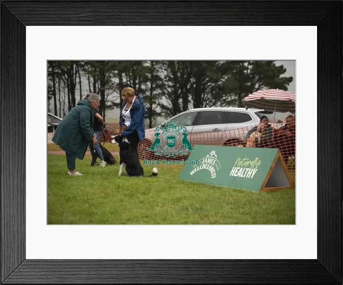 Framed Print : Scruffts Family Crossbreed of the Year competition All About Dogs Cornwall 22 / 09 / 24 Framed Print : Scruffts Family Crossbreed of the Year competition All About Dogs Cornwall 22 / 09 / 24