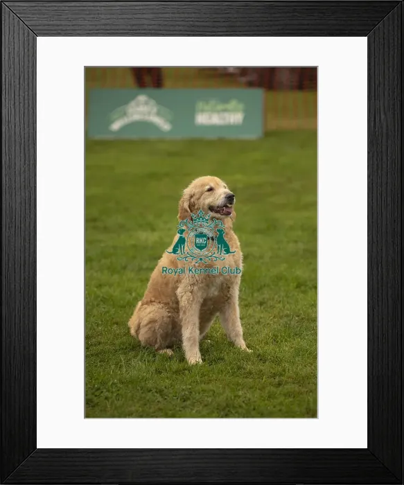 Framed Print : Scruffts Family Crossbreed of the Year competition All About Dogs Cornwall Framed Print : Scruffts Family Crossbreed of the Year competition All About Dogs Cornwall
