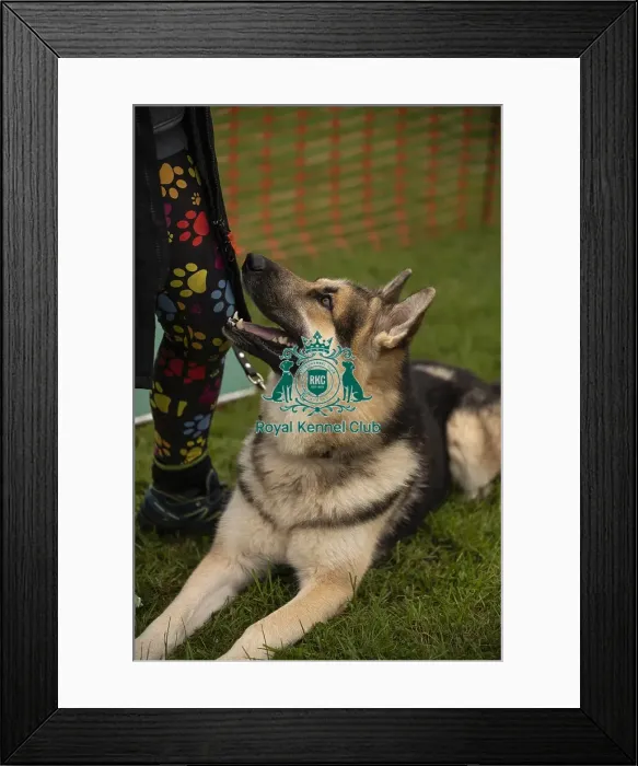 Framed Print : Scruffts Family Crossbreed of the Year competition All About Dogs Cornwall 22 / 09 / 24 Framed Print : Scruffts Family Crossbreed of the Year competition All About Dogs Cornwall 22 / 09 / 24