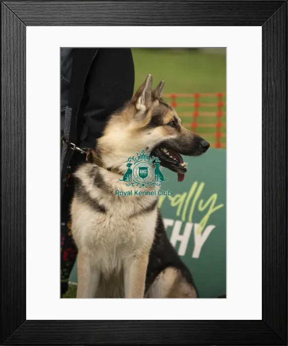 Framed Print : Scruffts Family Crossbreed of the Year competition All About Dogs Cornwall 22 / 09 / 24 Framed Print : Scruffts Family Crossbreed of the Year competition All About Dogs Cornwall 22 / 09 / 24